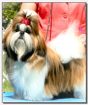 Shih tzu-Mr Foo's Soul of Fire 