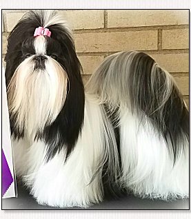 Shih Tzu-Am Ch Wenrick's Memories By Opal, Melanie