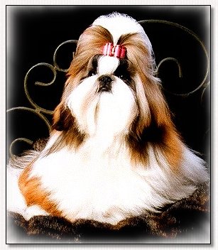 Shih Tzu-