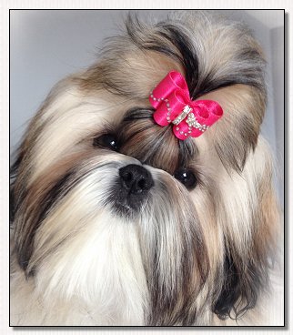 Shih Tzu-Choden's Nugget of Truth 