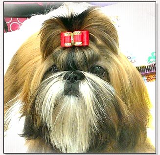 Shih Tzu-Mr. Foo's Secret Romance With Wenrick....