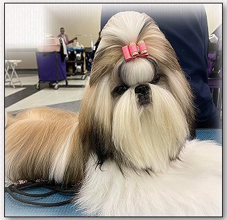 Shih Tzu-Dog Bow-Jolisse DuCiel I'm not your Toy..."Samantha"