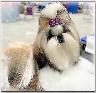 Shih Tzu-Dog Bow-Jolisse DuCiel I'm not your Toy..."Samantha"