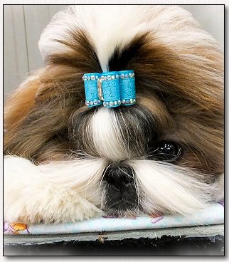 Shih Tzu-CH Mr Foo's The Red Rocker At Jamm-Ups