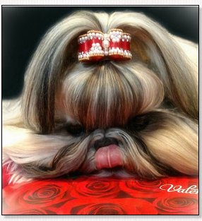 Shih Tzu-Diamonds and Pearls Red dog bow