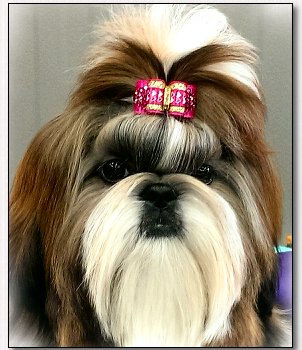 Shih Tzu-Mr Foos 