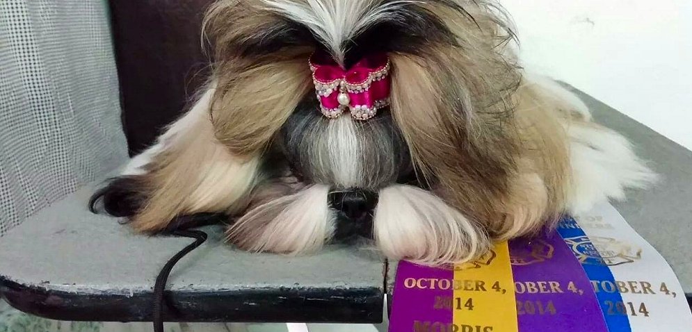 Shih Tzu~CH Mr Foo's Wickedly Hot Design