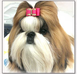 Shih Tzu-Mr. Foo's Secret Love With Wenrick....