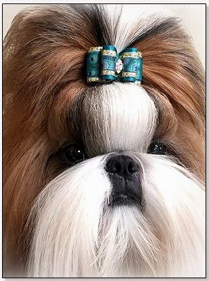 Shih Tzu-Mr Foo's Rock Me Amadeus-AMI