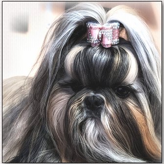 Shih Tzu-Bristolle Noel 
