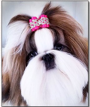Shih Tzu-Mr Foo's Holiday Secret-"Holly"