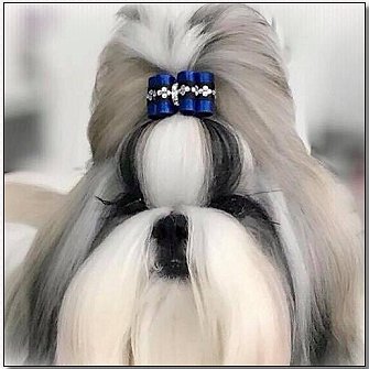 Shih Tzu~Jolisse DuCiel Endless Love  Logan; Royal Blue Crystal Diamond Band Dog Bow
