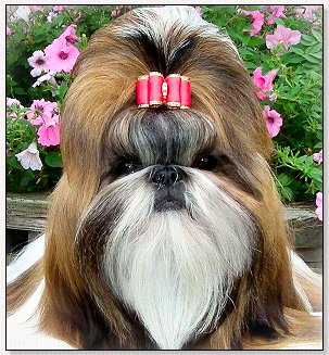 Shih Tzu-Mr. Foo's Secret Romance With Wenrick.La Rosa Dog Bow