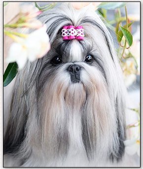 Shih Tzu-Saffron Sherhy Revolution for Choden "LUSIENNA"