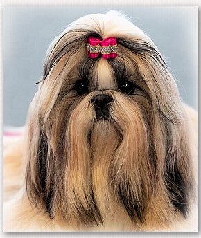 Shih Tzu~Saffron Sherhy Revolution for Choden, Crystal Diamond Band, Gold/Azalea Dog Bow