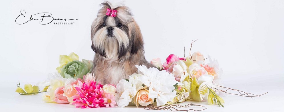 Shih Tzu-Saffron Sherhy Revolution for Choden ~ "Lusienna"