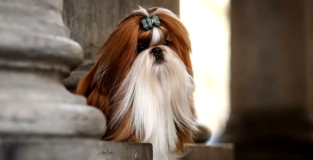 Shih tzu bow tie cheap