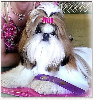 Shih Tzu-CH Mr. Foo's Secret Love With Wenrick....modeling Classic Style Petite Dog Bow in Virtual Pink.