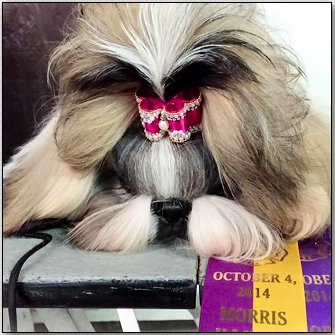 Shih Tzu-CH Mr Foo's Wickedly Hot Design