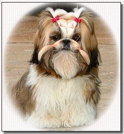 Shih Tzu-