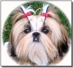 Shih Tzu- 