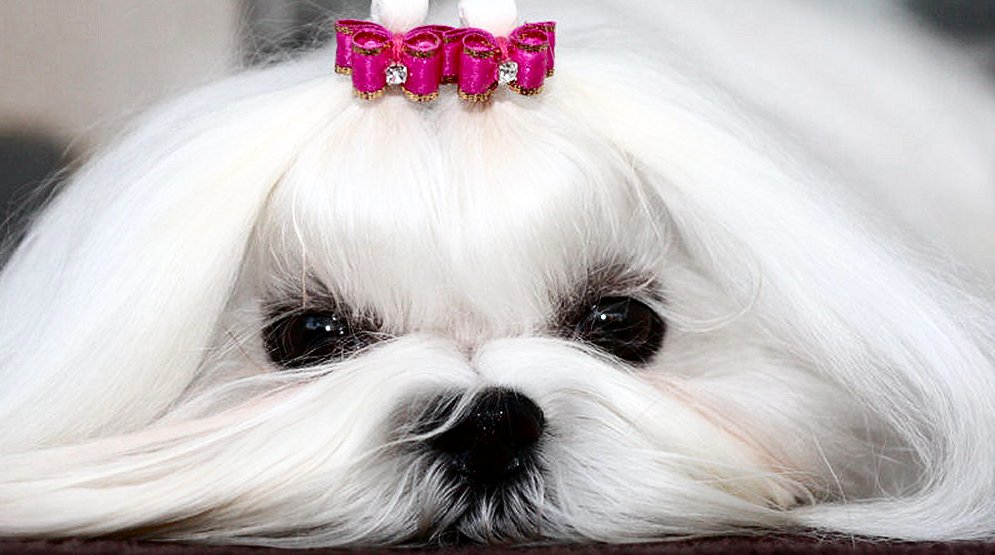 Maltese dog~Dog Bow-Tiny Satin SL Flatback 