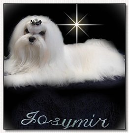 Maltese~Josymir's Page Turner 