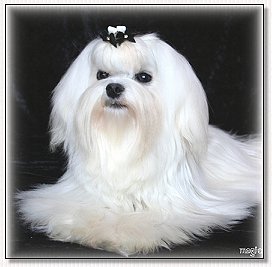  Maltese~White Magic Singing A Rhapsody