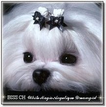  Maltese~BISS CH White Magic Angelique 