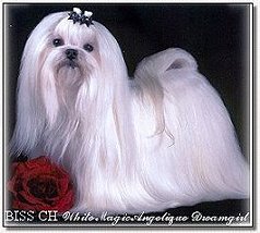  Maltese~ISS CH White Magic Angelique Dreamgirl 