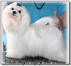 Maltese-White Magic Enjoy the Dream 