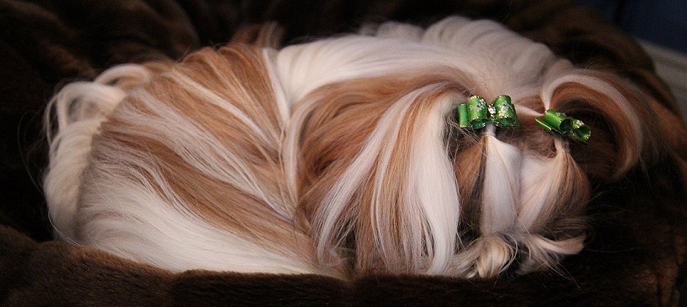 Shih Tzu~ Winnie the Tzu wearing lime green single loop dog bows