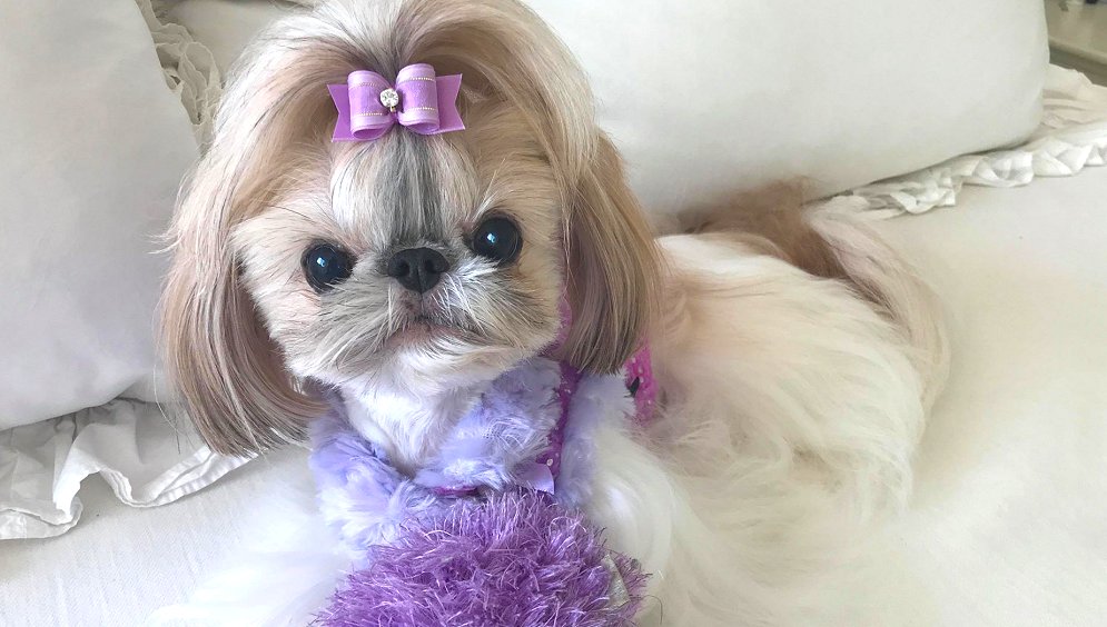 Shih Tzu~Teeny Tiny Tinkie wearing a Lilac single loop dog bow.