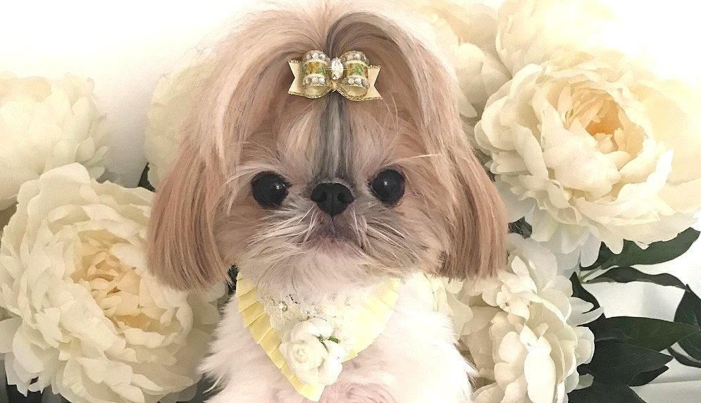 Shih Tzu~ Teeny Tiny Tinkie with Pale Yellow Embroidered Rose Crystal Dog Bow