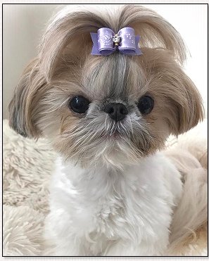 Shih Tzu-Teeny Tiny Tinkie, Orchid Puppy Bow