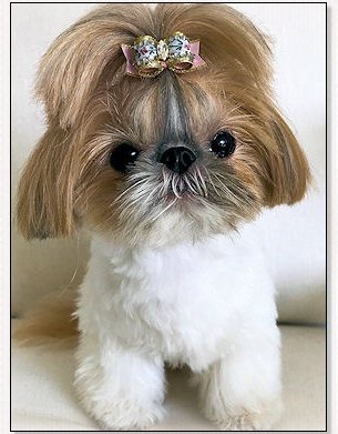 Shih Tzu-"Teeny Tiny Tinkie",  @teenytinytinkie