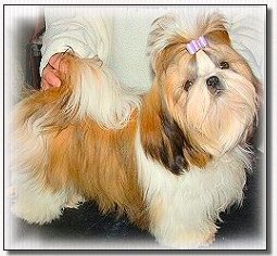 shih tzu puppy