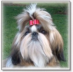 shih tzu puppy- show dog bows model Ch Mr Foos Autumn Fire