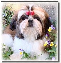 shih tzu puppy-l Ch Mr Foos Autumn Fire