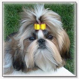 shih tzu puppy- show dog bows model 