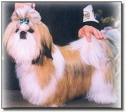shih tzu puppy