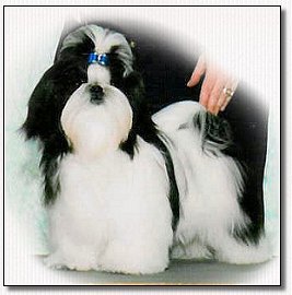  shih tzu puppy- Champion Wenrick's Master of the Universe 