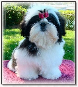  shih tzu puppy-l Champion Wenrick's Master of the Universe 