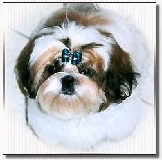 shih tzu puppy -Champion Mr Foos Reign of Fire
