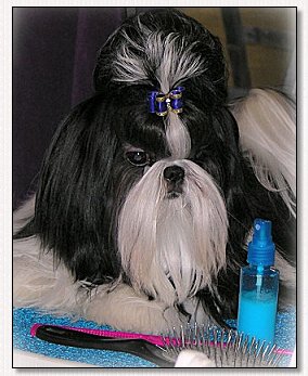 Shih Tzu Puppy