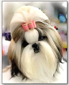 Shih Tzu Puppy Dog Bow