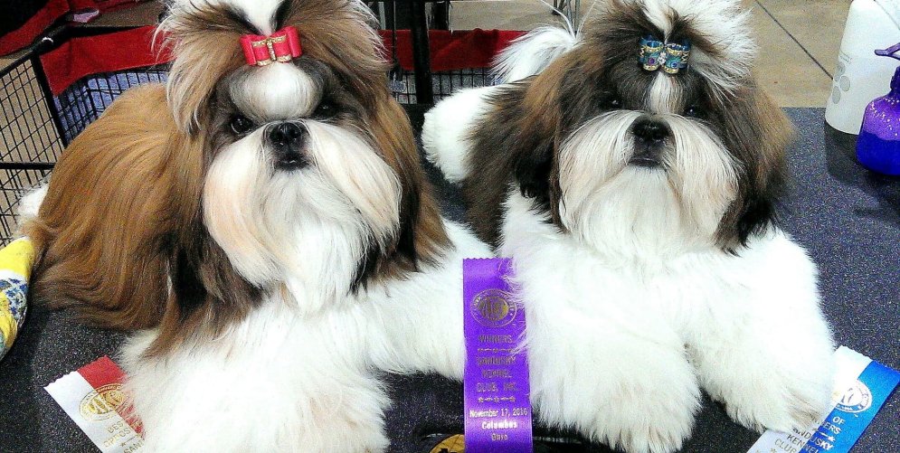 Shih Tzu Puppy Dog Bows shown on two puppies from Mr Foos Shih Tzu