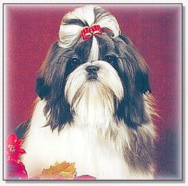 shih tzu puppyCH Mickar's Made To Order "Taylor"