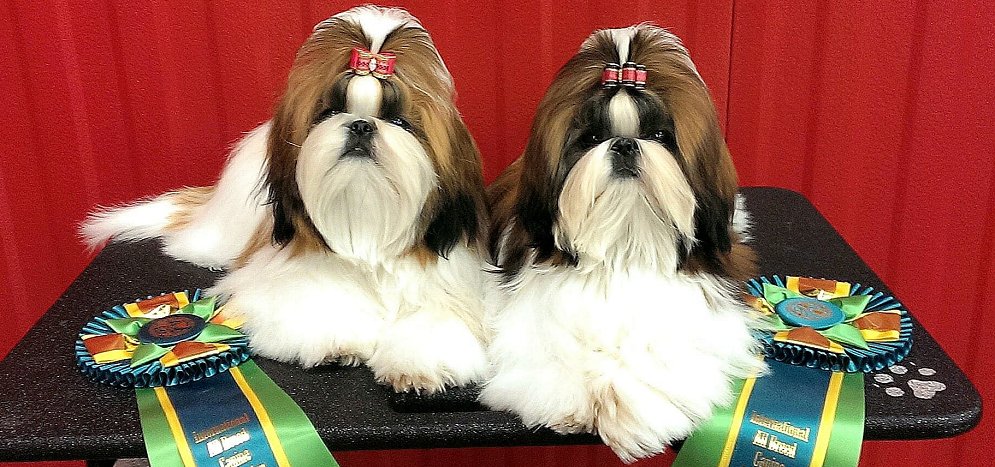 Shih Tzu Puppy Dog Bows two puppies from Mr Foos Shih Tzu