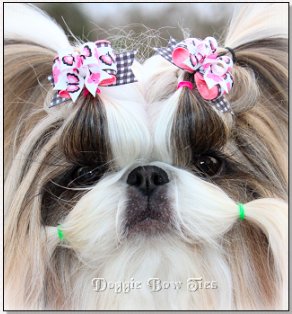 Shih Tzu-Mr Foos Bunny Beury Breadloaf 